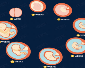 胎儿发育过程图—从第一周到第四十周
