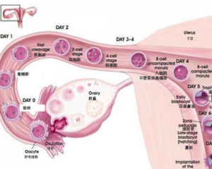 试管移植后胚胎游走图带你一分钟了解胚胎移植后的活动轨迹