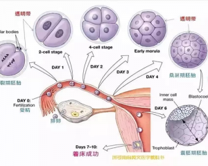 试管婴儿胚胎发育过程详细图解